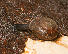 Ramogenia challengeri