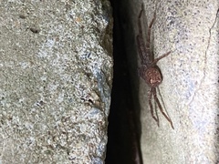 Sparassidae
