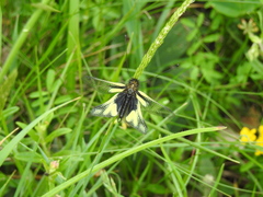 Libelloides coccajus