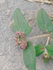Euphorbia ophthalmica