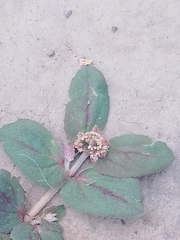 Euphorbia ophthalmica