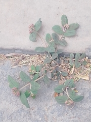 Euphorbia ophthalmica