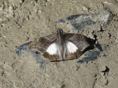 Theagenes aegides