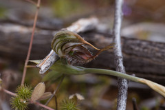 Pterostylis spathulata