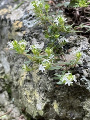 Otiophora calycophylla