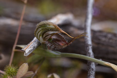 Pterostylis spathulata