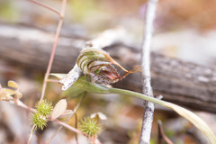 Pterostylis spathulata