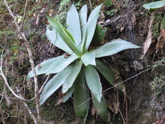Agave mitis