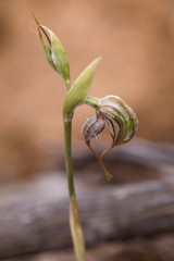 Pterostylis spathulata