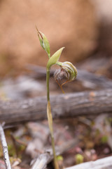 Pterostylis spathulata