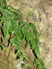 Tectaria heracleifolia