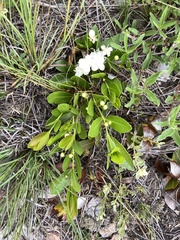 Psidium salutare mucronatum