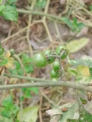 Solanum americanum