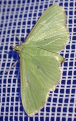 Parotis baldersalis
