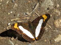 Adelpha paroeca paroeca