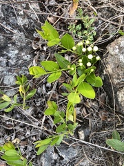 Psidium salutare mucronatum