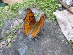Polygonia g-argenteum