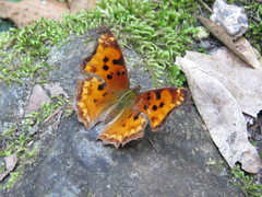 Polygonia g-argenteum