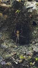 Meotipa spiniventris