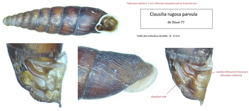 Wrinkled Door Snail, photo 2 of 10