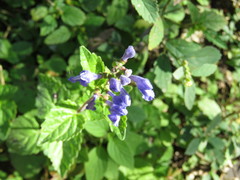 Scutellaria pseudocoerulea