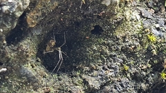 Meotipa spiniventris