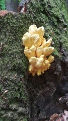Laetiporus sulphureus