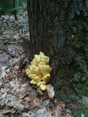 Laetiporus sulphureus