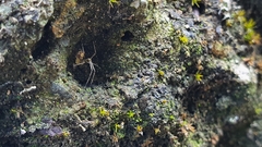 Meotipa spiniventris