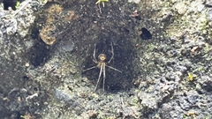 Meotipa spiniventris