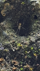 Meotipa spiniventris