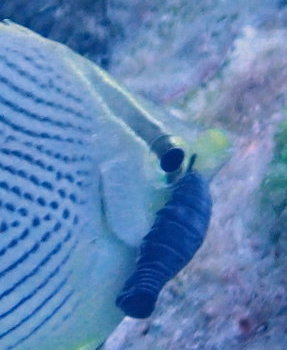 Anilocra chaetodontis