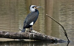 Phalacrocorax carbo