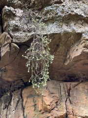 Otiophora calycophylla