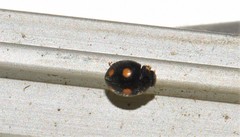 Platynaspis capicola