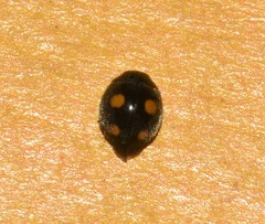 Platynaspis capicola