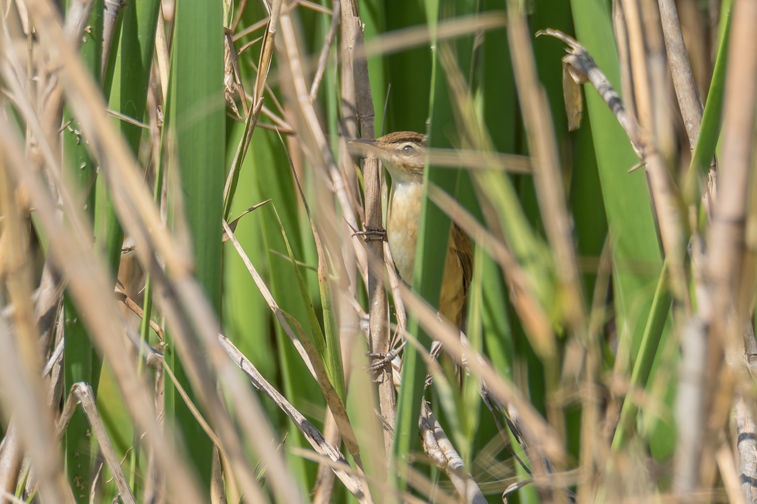 Manchurian Reed Warbler