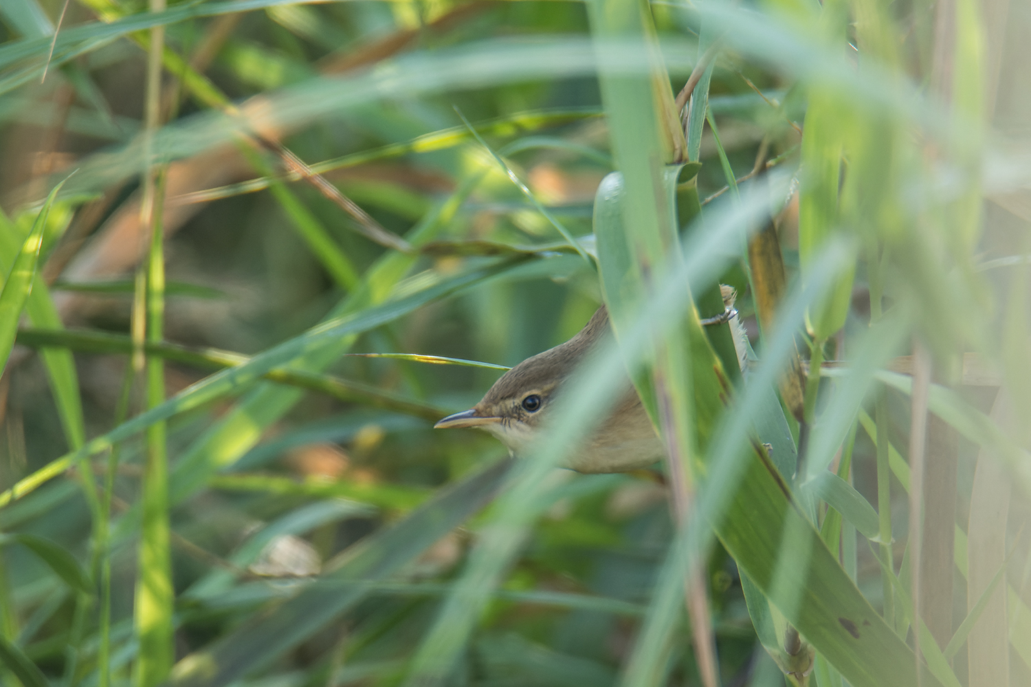 Blunt-winged Warbler