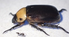 Scarabaeidae