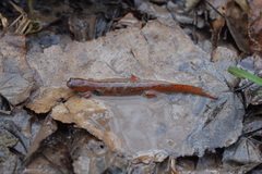 Pseudotriton montanus
