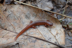 Pseudotriton montanus