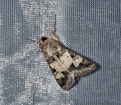 Melipotis agrotoides