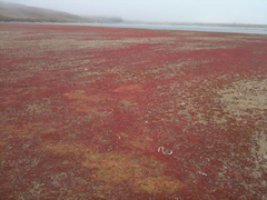 Chenopodium macrospermum
