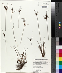 Cyperus houghtonii