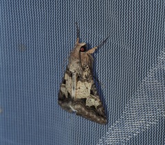 Melipotis agrotoides