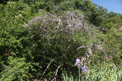 Buddleja alternifolia