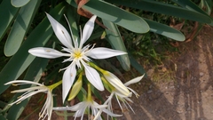 Pancratium illyricum