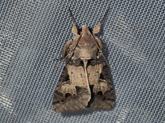 Melipotis agrotoides