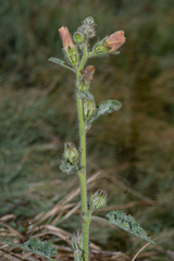 Hibiscus panduriformis
