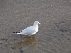 Chroicocephalus ridibundus